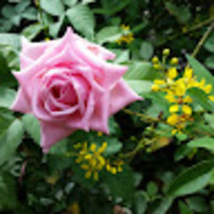 Meet your Posher, Sytha